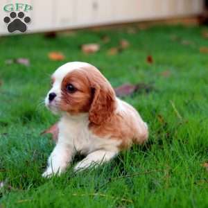 Evan, Cavalier King Charles Spaniel Puppy