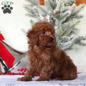 Evan, Toy Poodle Puppy