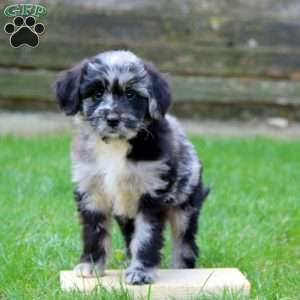 Evan, Miniature Australian Shepherd Mix Puppy