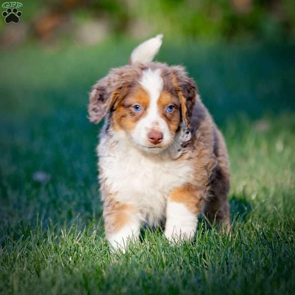 Everest, Mini Bernedoodle Puppy