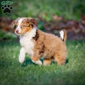 Everest, Mini Bernedoodle Puppy