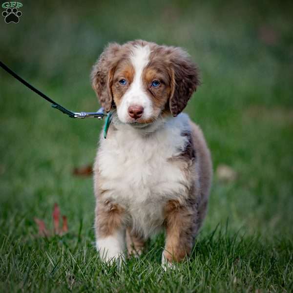 Everest, Mini Bernedoodle Puppy