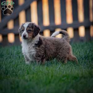 Everest, Mini Bernedoodle Puppy