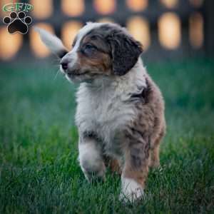 Everest, Mini Bernedoodle Puppy