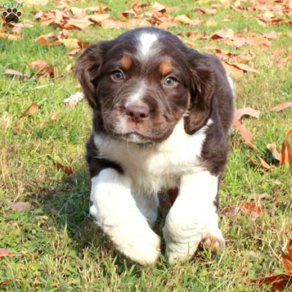 Everest, English Springer Spaniel Puppy