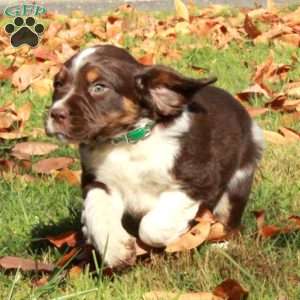 Everest, English Springer Spaniel Puppy