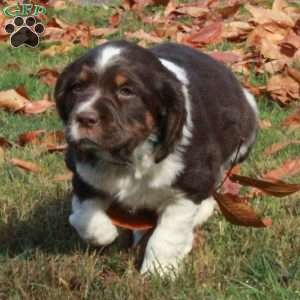 Everest, English Springer Spaniel Puppy