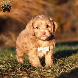 Everett, Cockapoo Puppy