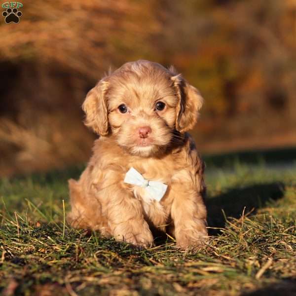 Everett, Cockapoo Puppy