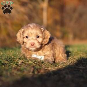 Everett, Cockapoo Puppy