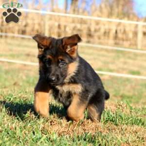 Evie, German Shepherd Puppy