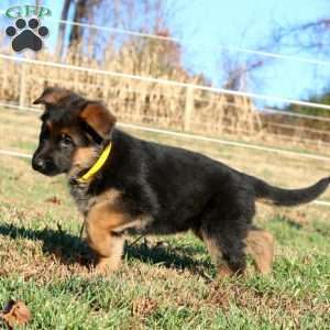 Evie, German Shepherd Puppy