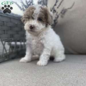 Rocky, Maltipoo Puppy