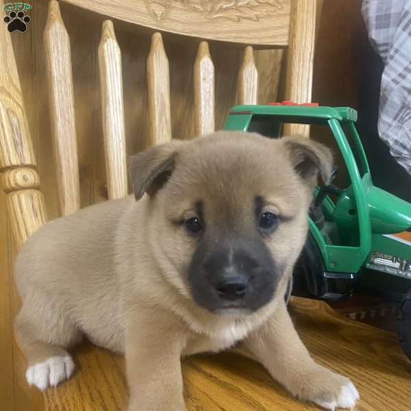 Sprinter, Jack Russell Mix Puppy