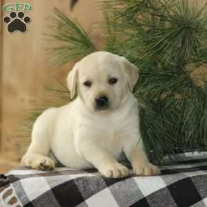 Scout, Yellow Labrador Retriever Puppy