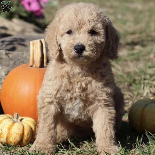 Prince, Mini Labradoodle Puppy