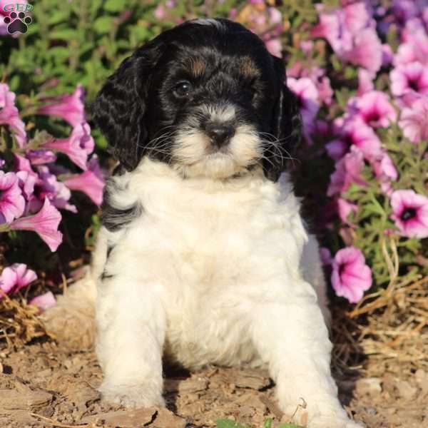 Bingo, Cockapoo Puppy