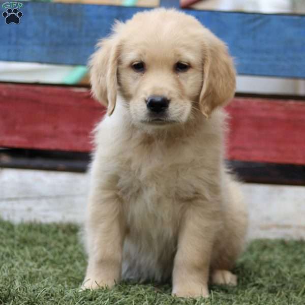 Terry, Golden Retriever Puppy