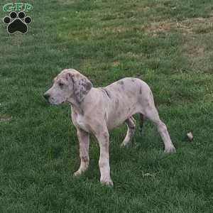 Brittany, Great Dane Puppy