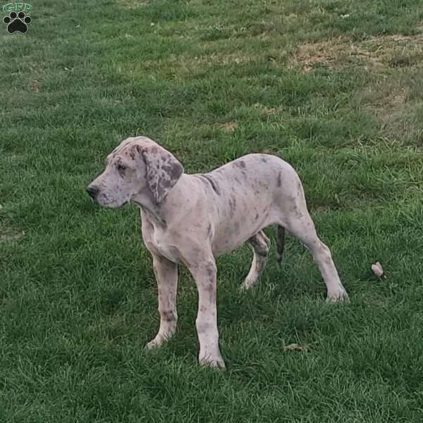 Brittany, Great Dane Puppy