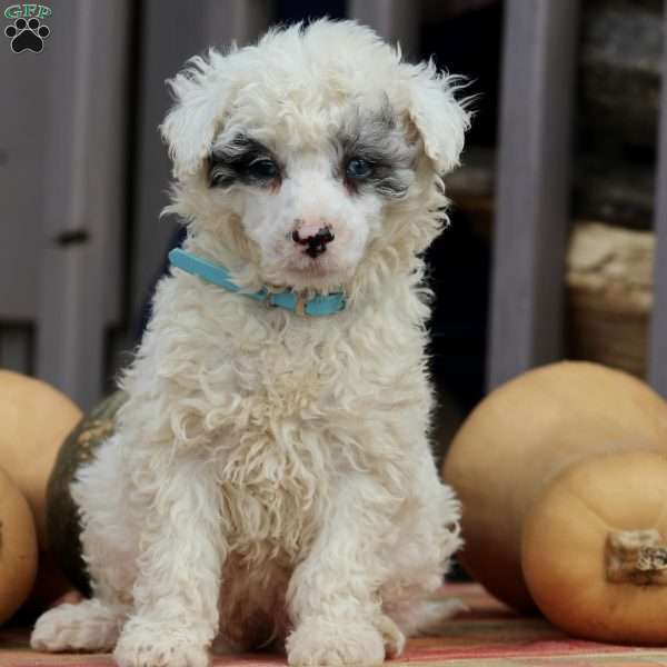 Diamond, Toy Poodle Puppy