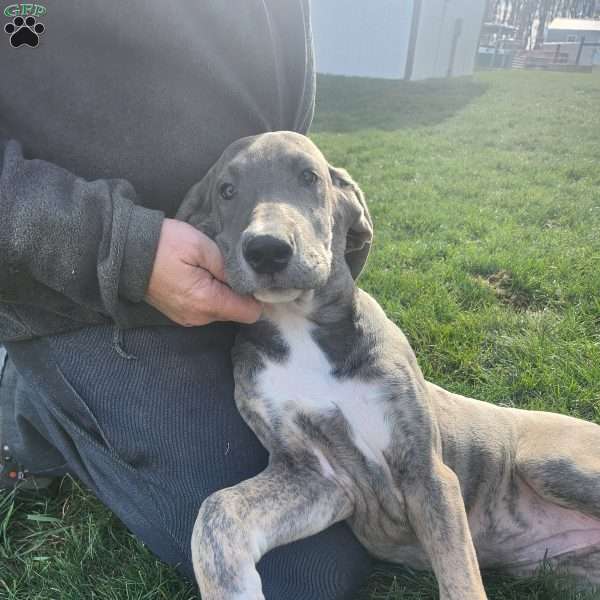 Brinley, Great Dane Puppy