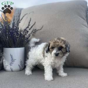 Rusty, Maltipoo Puppy