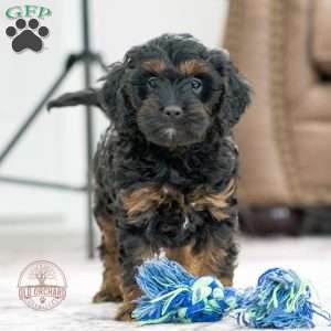 Moose, Cavapoo Puppy