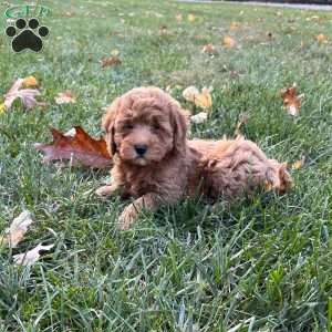 Shadow, Mini Goldendoodle Puppy