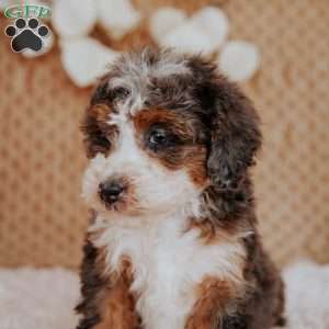 Falcon, Mini Bernedoodle Puppy