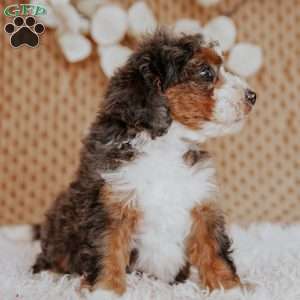 Falcon, Mini Bernedoodle Puppy