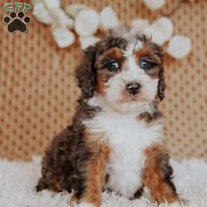 Falcon, Mini Bernedoodle Puppy