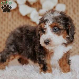 Falcon, Mini Bernedoodle Puppy