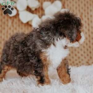 Falcon, Mini Bernedoodle Puppy