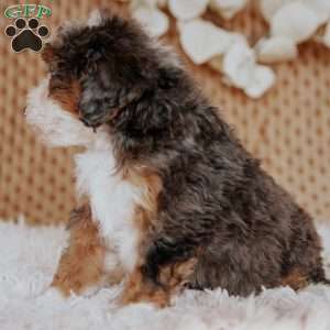 Falcon, Mini Bernedoodle Puppy