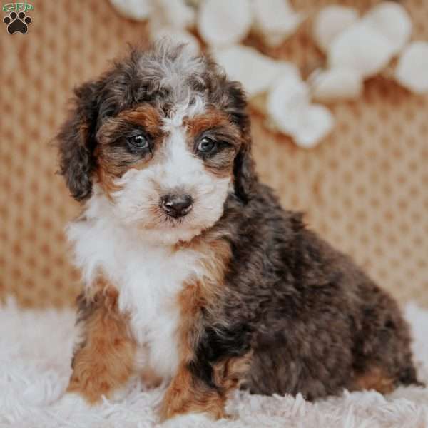 Falcon, Mini Bernedoodle Puppy