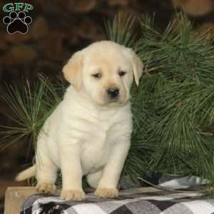 Hunter, Yellow Labrador Retriever Puppy