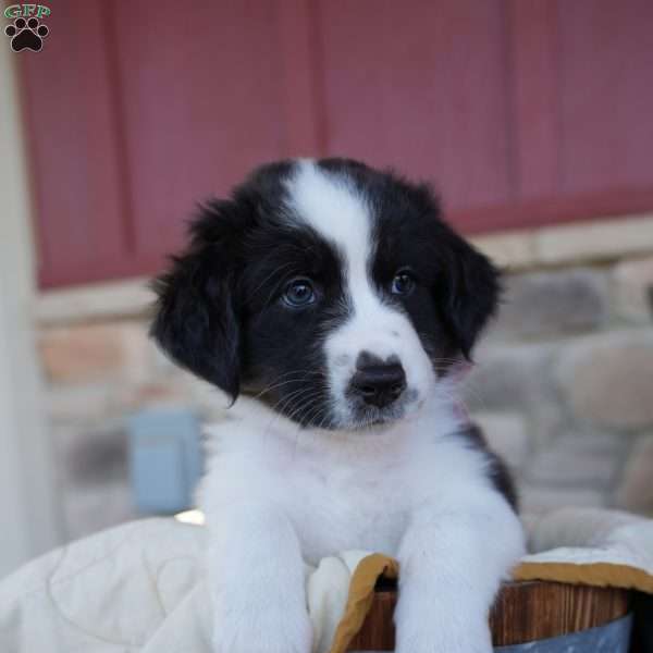 Dopey, Australian Shepherd Puppy