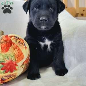 Jenna, Labrador Mix Puppy