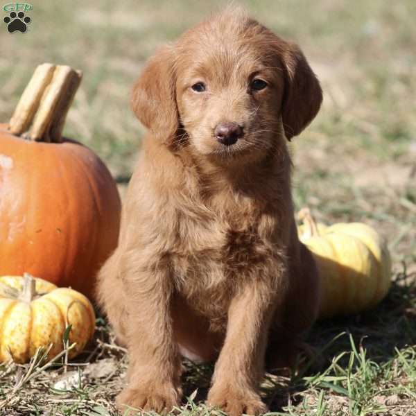 Faith, Mini Labradoodle Puppy