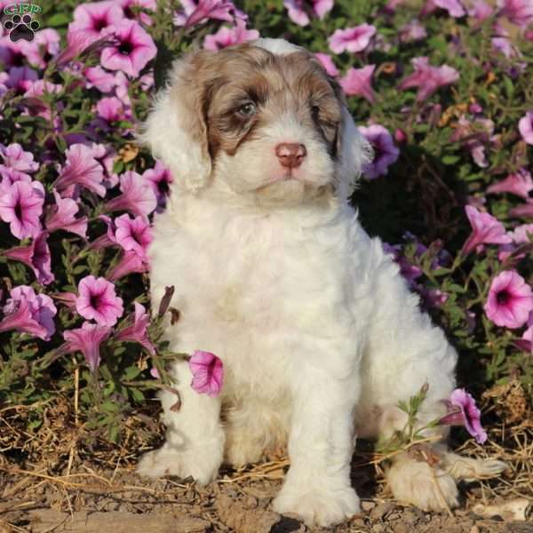 Buster, Cockapoo Puppy