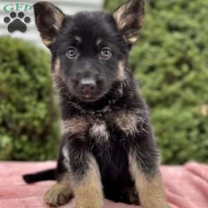 Nikita, German Shepherd Puppy