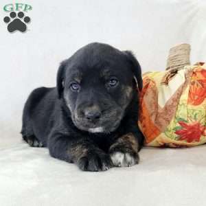 Jamie, Labrador Mix Puppy