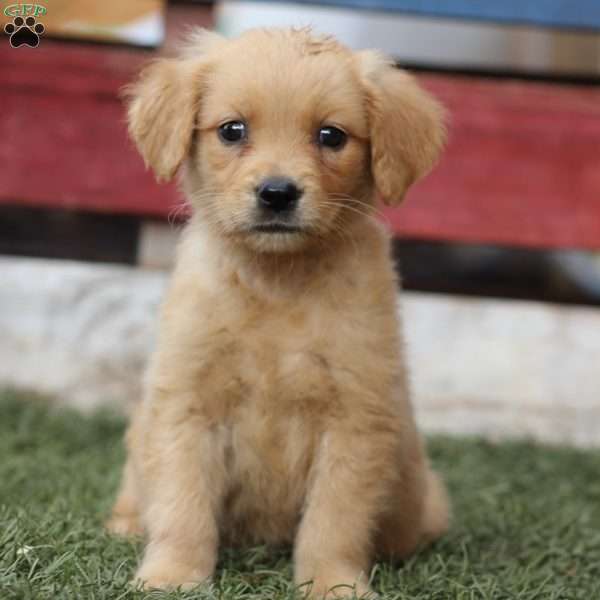 Tonya, Golden Retriever Puppy