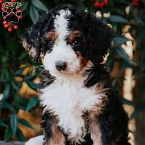 Dolly, Bernedoodle Puppy