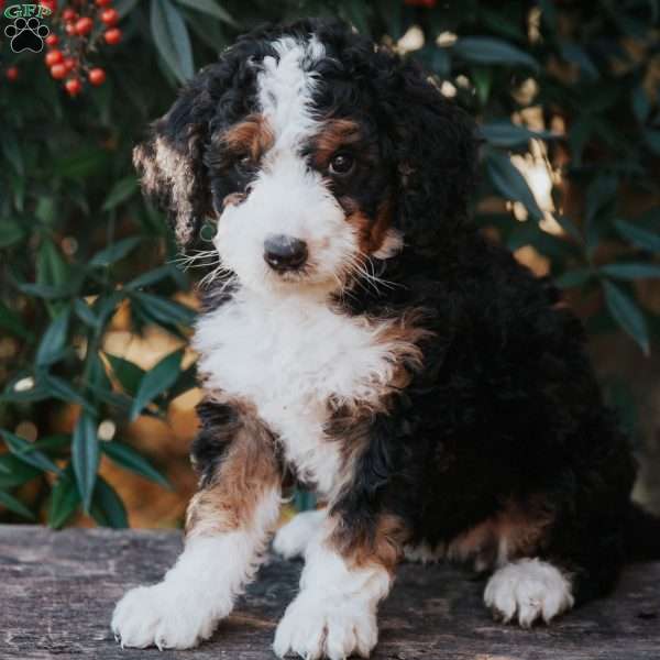 Dolly, Bernedoodle Puppy