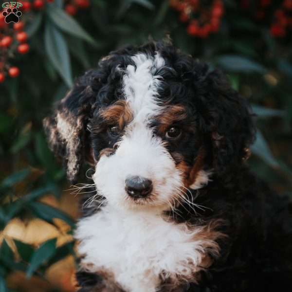 Dolly, Bernedoodle Puppy