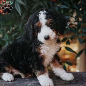 Dolly, Bernedoodle Puppy