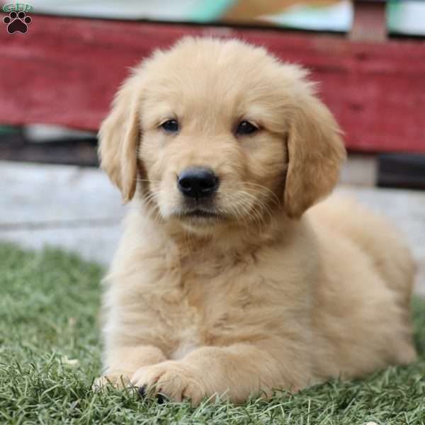 Taylor, Golden Retriever Puppy