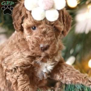 Honey, Mini Goldendoodle Puppy